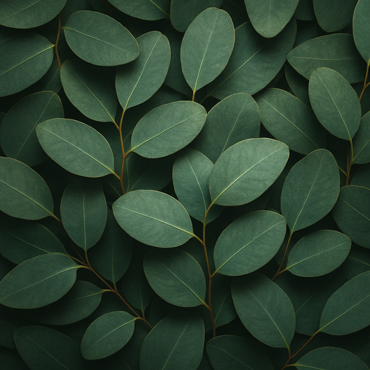 Eukalyptus-Blätter – frischer Duft & freie Atemwege in der modernen Aromatherapie