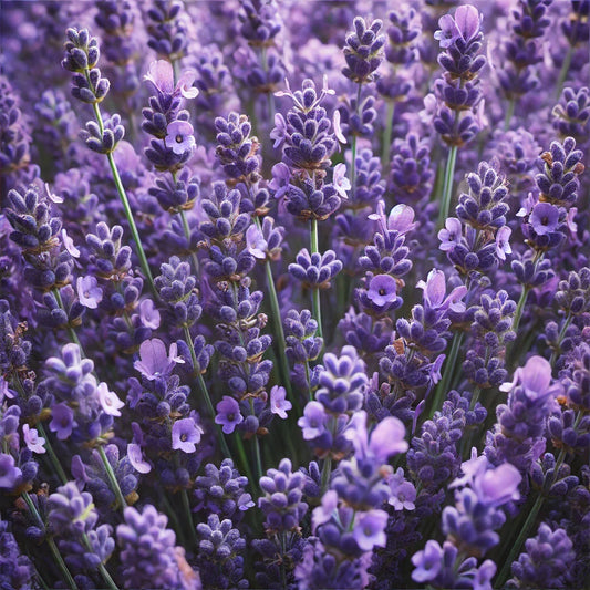 Lavendel: Das beruhigende ätherische Öl für Entspannung und innere Ruhe