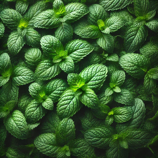 Menthol: Die kühlende Kraft der Natur